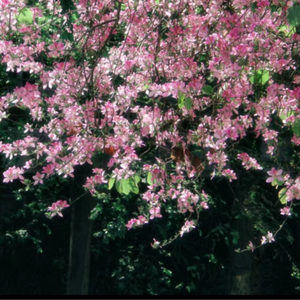 八尺大人對Cuntboy強制播種
